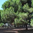 Lido dei Pini, per la Festa dell'Albero nuove piante per rinfoltire la pineta della Gallinara