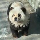 Cani-panda, l'ultima attrazione (a pagamento) dello zoo: ma sono solo dei chow chow dipinti di bianco e nero
