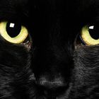 Halloween, ronde per salvare i gatti neri. «Li sacrificano e bevono il loro sangue»