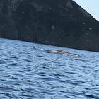 Le immagini della balena arrivata sull'isola