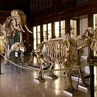 L'arroganza del potere e l'elefante di Carlo III di Borbone L'arroganza del potere e l'elefante di Carlo III di Borbone