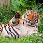 Tigre della Malesia morta annegata allo zoo. È un mistero, gli animalisti: «Impossibile»