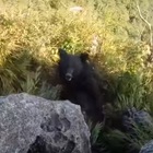 Orso aggredisce uno scalatore in montagna: il terrore dell'uomo ripreso in un video