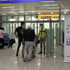 Fiumicino, sequestrati due rari esemplari di falco pellegrino all'aeroporto: valgono centinaia di migliaia di euro