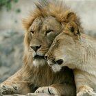 India, 8 leoni positivi in uno zoo: infettati dagli addetti al parco