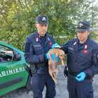 Cantalice, cani maltrattati: un denunciato dai carabinieri forestali