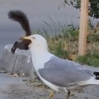 Gabbiano mangia uno scoiattolo, il video del banchetto diventa virale