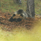 Abruzzo, il riposo dell'orsa Amarena dopo il combattimento con il lupo