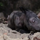 Rinoceronte di Sumatra nato in Indonesia, grande festa per il rarissimo cucciolo: la sua specie rischia l'estinzione