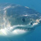 Usa, attaccata e uccisa da uno squalo bianco a pochi metri dalla riva