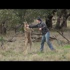 Guardiano prende a pugni il canguro per difendere il suo cane. Gli animalisti: "Licenziatelo"