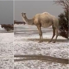 Arabia Saudita, grandine nel deserto: anche il cammello è incredulo