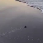 La tartarughina appena nata corre da sola verso l'oceano: le tenere immagini fanno il giro del mondo