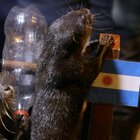 Argentina-Francia, chi vincerà il Mondiale? La "previsione" delle lontre