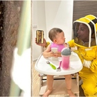 Vespa Orientalis in casa, paura a Roma per una bimba di 15 mesi: «Nido con più di 400 vespe»