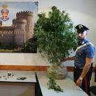 immagine Tivoli, arrestato il «giardiniere illegale»: coltivava cannabis in terreno abbandonato