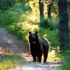 L'orsa JJ4 non sarà abbattuta: il Tar di Trento sospende l'ordinanza