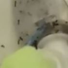 Donna sommersa dalle formiche, la Procura di Napoli dispone l'autopsia