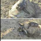 Due tartarughe morte in spiaggia, sembrano mamma e figlia. La foto fa il giro del web
