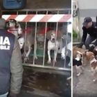 Cani malnutriti, chiusi in gabbie sporche e incatenati: l'intervento di salvataggio della polizia