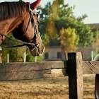 Riporta un cavallo in stalla, l'animale fa uno scatto e lo schiaccia sul cancello: 57enne muore al maneggio dove lavorava