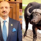 Bufalo uccide il presidente della Federcaccia messicana 