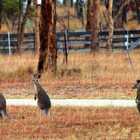 Viaggio avventura nell'Outback dell'Australia: il selvaggio Northern Territory
