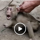 Le scimmie schiavizzate che raccolgono cocco in Thailandia: la denuncia di Peta Asia in un drammatico video