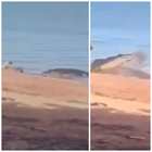 Il coccodrillo balza fuori dal fiume e divora un cagnolino: la proprietaria resta sotto choc