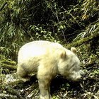 Avvistato un panda albino: evento rarissimo a 2000 metri d'altezza