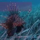 Pesce scorpione avvistato nelle acque della Calabria, la puntura della specie aliena può creare gravi danni (anche letali)