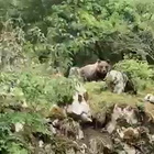 Disturbata dai turisti che la filmano, l'orsa Giacomina li guarda e attacca