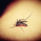 Virus Dengue, l'incubo di una donna: «Infettata senza aver viaggiato, ho capito perché la chiamano febbre spacca-ossa»