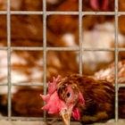 Influenza aviaria, in aumento la circolazione in Italia: «A rischio gli allevamenti di polli»