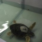 La tartaruga Caretta caretta Eleonora rilasciata al largo delle secche della Meloria