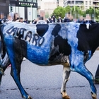 Mucca imbrattata coi colori dell'Inter (e il nome Lautaro) alla festa dello scudetto, rabbia degli animalisti: «Vergogna, chiediamo sanzioni»