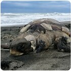 Tartaruga di terra scambiata per una caretta caretta: turisti la gettano in mare per salvarla ma la annegano