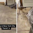 Topi si rifugiano sotto la coperta del senzatetto mentre dorme, tiktoker lo sveglia e filma la fuga dei ratti