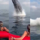 Una balena all'improvviso: il salto spettacolare spaventa i surfisti