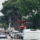 Traffico in tilt sulla Cristoforo Colombo per la potatura degli alberi. Ira dei pendolari: «Non si fa a quest'ora»