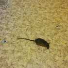 Escrementi di topi nella scuola materna comunale: blitz dei Nas, chiuso l'Istituto