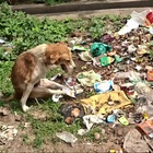 Cane trovato semi-paralizzato e con le zampe legate in mezzo ai rifiuti: salvato, è già tornato a camminare