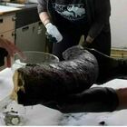 Zanna di mammut femmina scoperta a 3mila metri di profondità nell'Oceano Pacifico in California