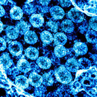 Coronavirus, la ricerca sugli animali elemento decisivo per battere il Covid-19