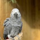 Pappagalli imparano a dire parolacce e insultano i visitatori dello zoo: imposto l'isolamento