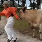 Troppo vicina alle mucche per una foto da postare sui social, ma qualcosa va storto: «Mai odiato tanto i cornuti»