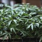 Cannabis, Cassazione: la coltivazione in casa non è un reato