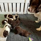 Cani, nasce la prima cucciolata della razza più cara al mondo