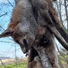Volpe uccisa e appesa a un albero: orrore nelle campagne del Maceratese