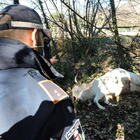 Rocca di Papa, ritrovata morta nel bosco la vacca investita da una macchina sabato sera su via dei Laghi. Foto Video Luciano Sciurba